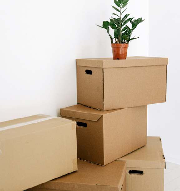 A stack of cardboard boxes with a plant on top.