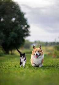 a dog and a cat running in the grass at Spring Creek Apartments, Crestview, 32536