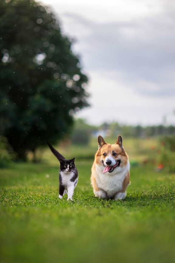 Cat with a Dog at Prosper Madison Oaks, Madison Alabama