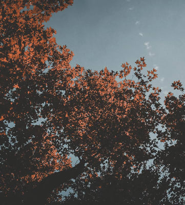 Fall trees at Oakfield Apartment Homes in Wheaton, MD
