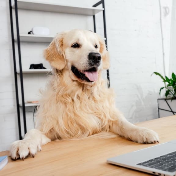 a dog sitting at a table in front of a laptop computer
