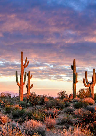 A group of saguaro cacti stand in a desert landscape at sunset.