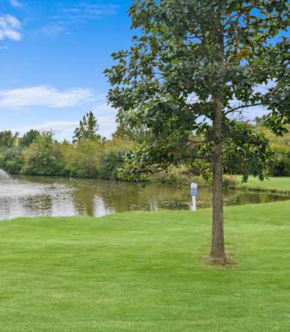 a pond with a fountain in it near a tree