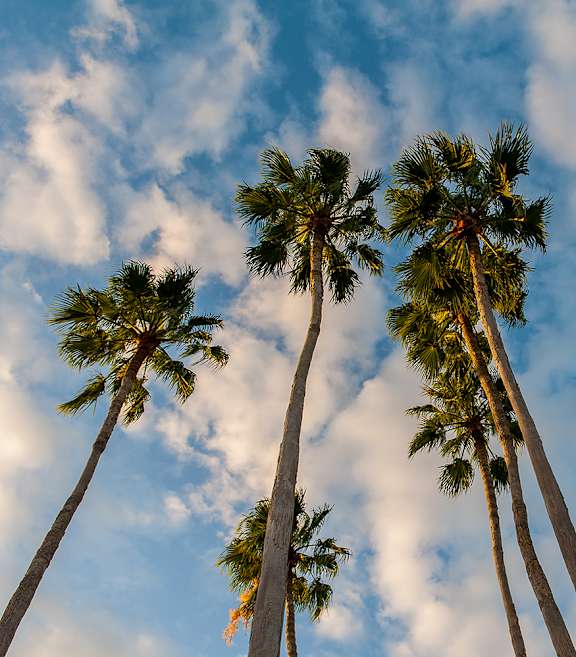 Four tall palm trees reach up into a blue sky with scattered white clouds.