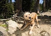 Thumbnail 13 of 20 - Dog Park at Dream Island, Steamboat Springs, CO