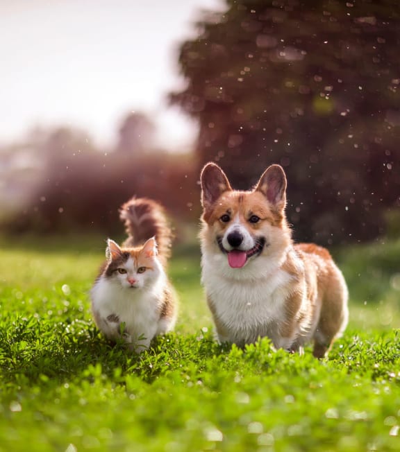 a dog and a cat sitting in the grass at Archer Village Apartments,Sherman, TX, 75092