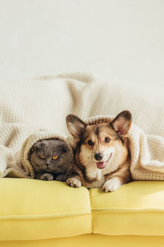 a dog and a cat laying on a couch