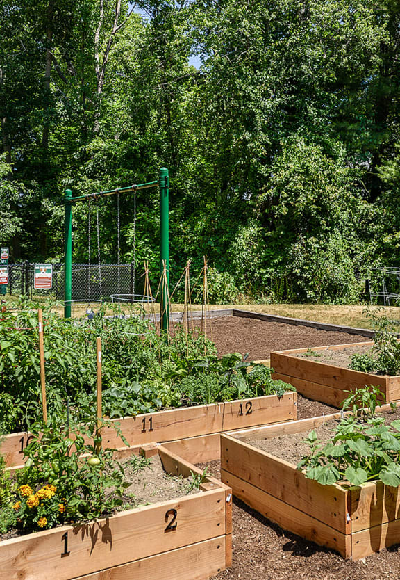 a group of wooden boxes filled with plants in a garden at Residences at Westborough Station, Massachusetts, 01581