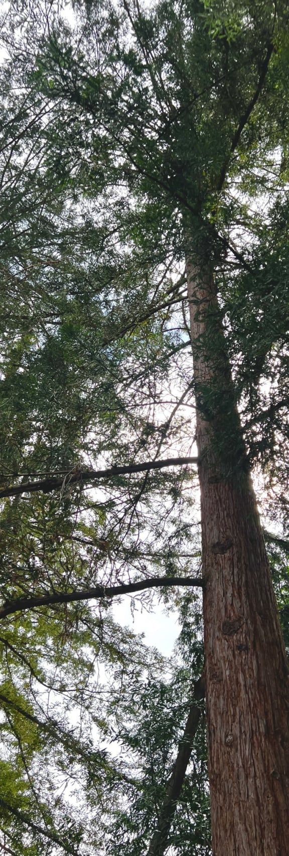 the tall trees in the forest