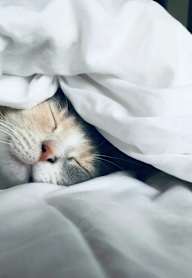A cat is sleeping under a white blanket.