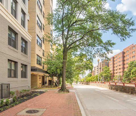 a tree in the middle of a street between tall buildings
