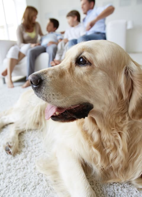 a dog laying on a carpet in front of a family sitting on a couch at The Bluffs at Nine Mile Creek, Eden Prairie, MN