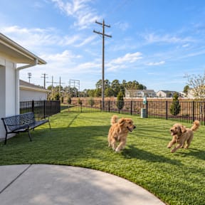 Two dogs running in a grassy yard.