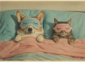 A dog and a cat are sleeping on a bed with pink and blue pillows.