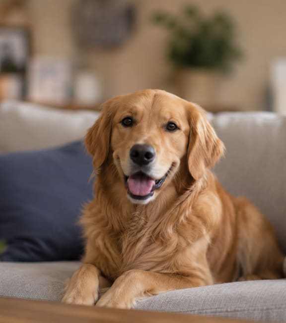 A golden retriever dog is sitting on a grey couch.