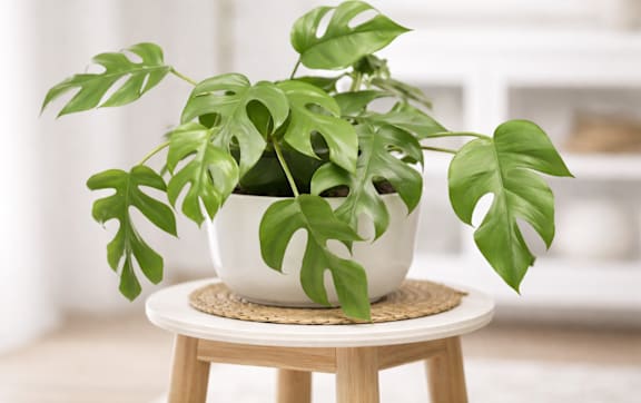 A potted plant with large green leaves sits on a wooden stool.
