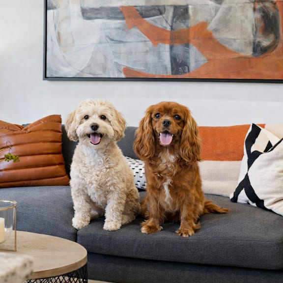 Two dogs sitting on a couch with a painting in the background.