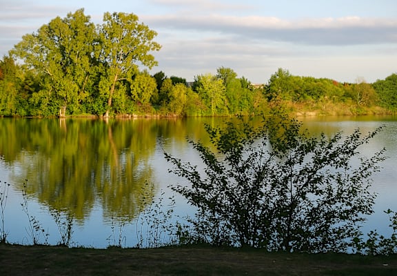A tree stands in front of a lake.