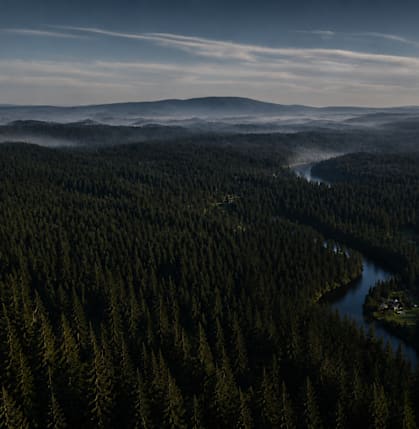 A river flows through a forest of trees.