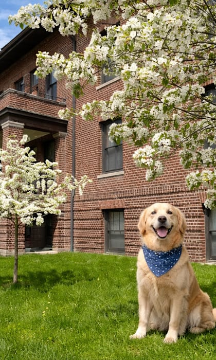 A dog sits in front of a building with a blue bandana around its neck.
