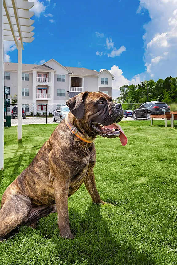 Dog at Concord Ridge Apartments, Concord, NC