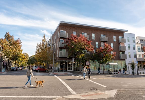 A woman walking her dog across a street in front of a multi-story building.