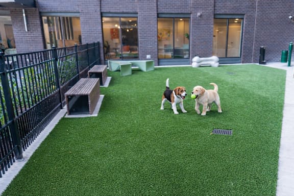 Three dogs playing in a grassy area.