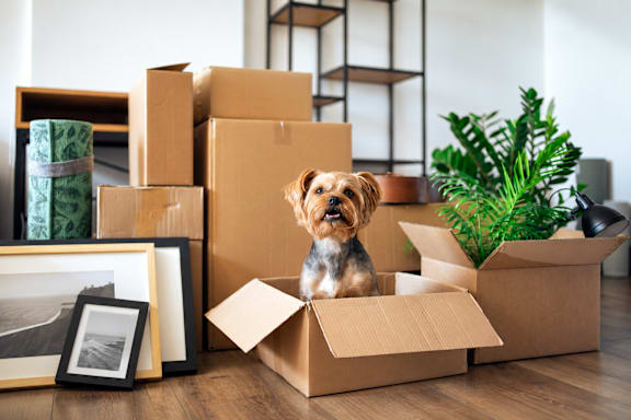 A dog is sitting in a cardboard box surrounded by other boxes and a plant.