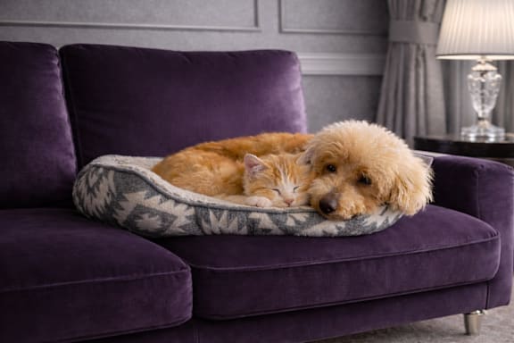 A dog is sleeping on a purple couch.