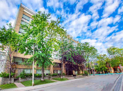 A tree with green leaves stands in front of a building.