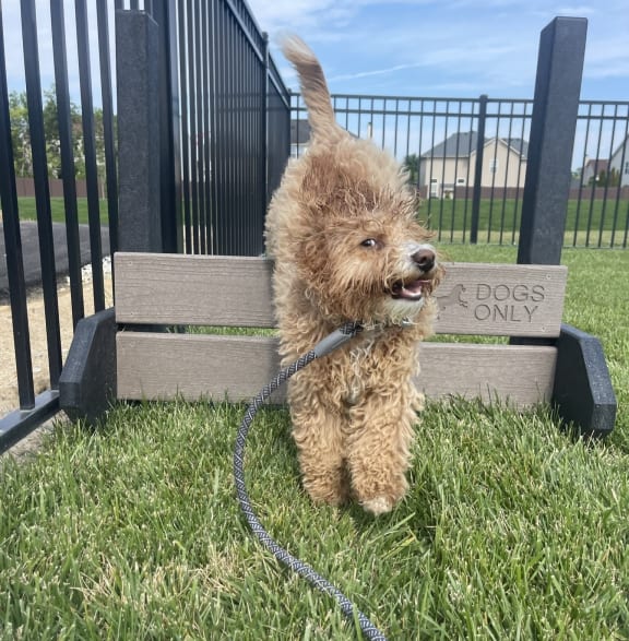 a small brown dog on a leash standing next to a bench at Meridian at CityPlace, Woodbury, 55125