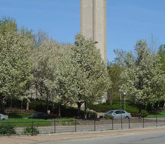 A tall clock tower stands in front of flowering trees.