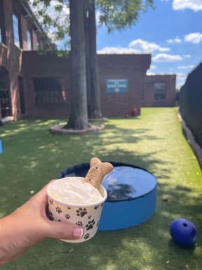 a person holding a cup of ice cream with a dog stick