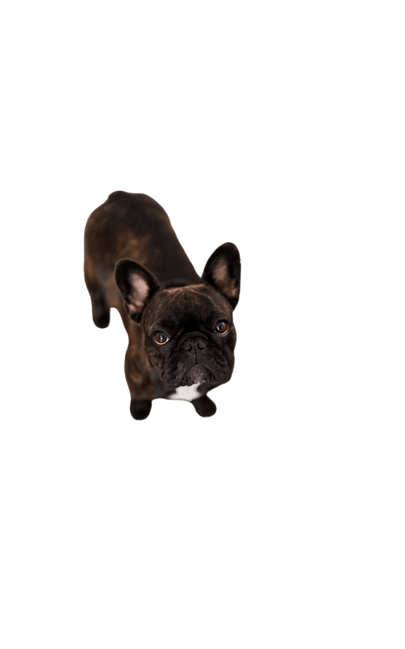 A black French Bulldog looking upwards.