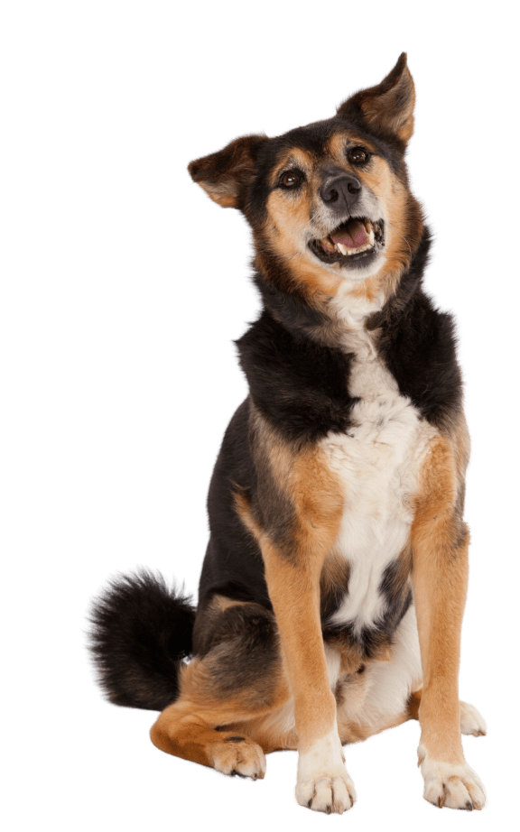 a brown and white dog sitting on its hind legs