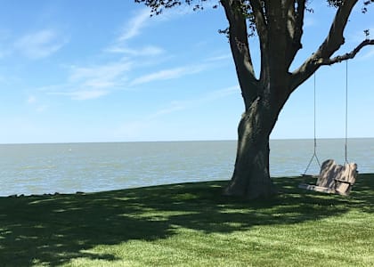 A tree with a swing hanging from it's branches.