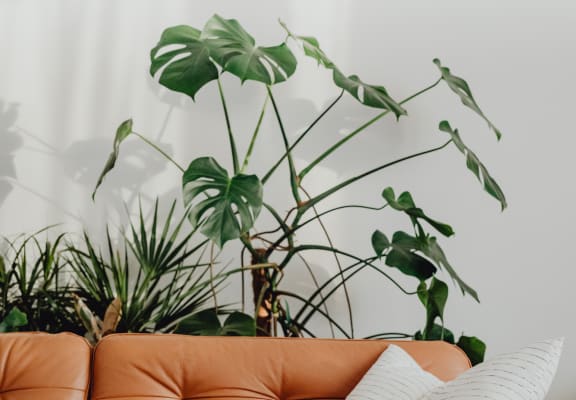a brown leather couch with a white pillow and plants