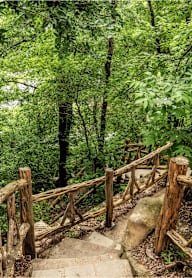 A wooden bridge in a lush green forest.