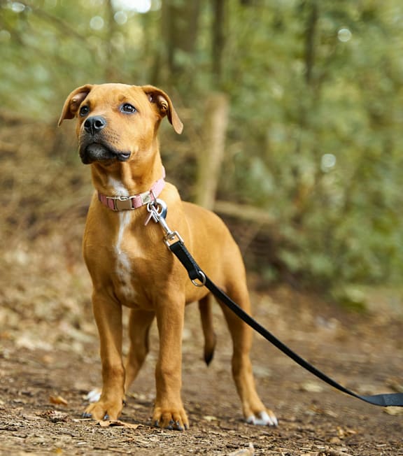 A brown dog with a pink collar is standing on a leash in a wooded area.