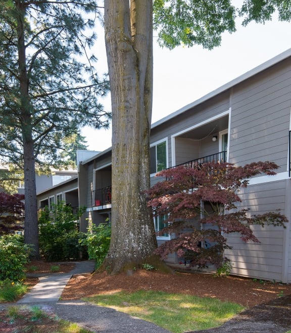 Trees shading Francis Park apartments patio and decks