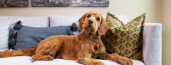a dog sitting on a couch in a living room