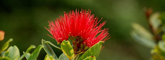 a red flowering plant with green leaves