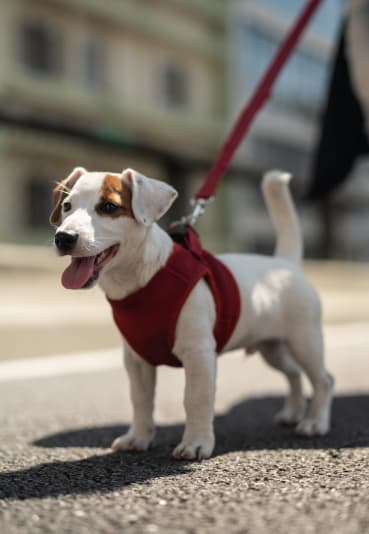 a small white and brown dog wearing a red harness on a leash
