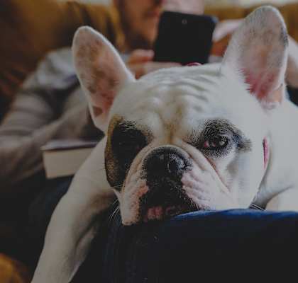 French bulldog relaxing at Residences at The Streets of St. Charles Apartments in St. Charles, 63303