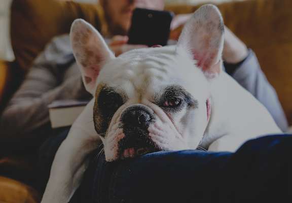 French bulldog relaxing at Villas at Bailey Ranch Apartments, Owasso, Oklahoma