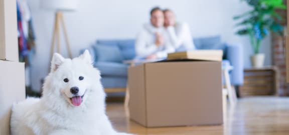 a white dog sitting in a living room with moving boxes