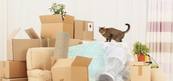 moving boxes with cat on top