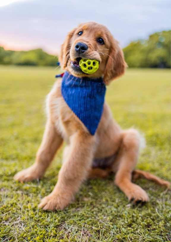 A puppy with a blue bandana is holding a yellow ball in its mouth.