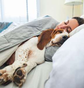 A dog is sleeping on a bed with a person.