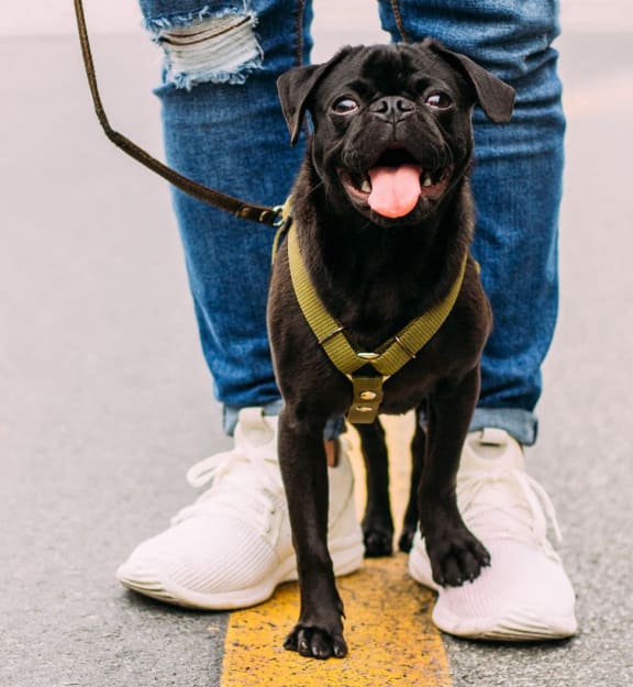 a black dog on a leash being held by a person